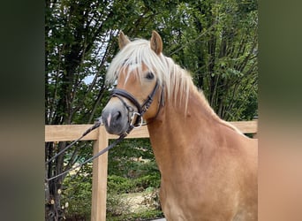 Haflinger, Yegua, 8 años, 148 cm, Alazán