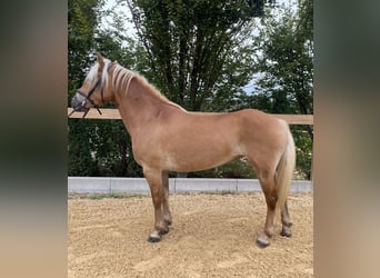 Haflinger, Yegua, 8 años, 148 cm, Alazán