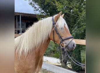 Haflinger, Yegua, 8 años, 148 cm, Alazán