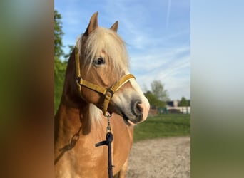 Haflinger, Yegua, 8 años, 148 cm, Alazán rojizo