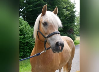 Haflinger, Yegua, 8 años, 148 cm