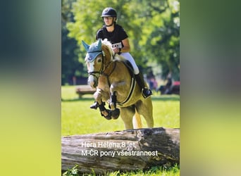 Haflinger, Yegua, 8 años, 148 cm, Palomino