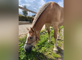 Haflinger, Yegua, 8 años, 148 cm, Palomino