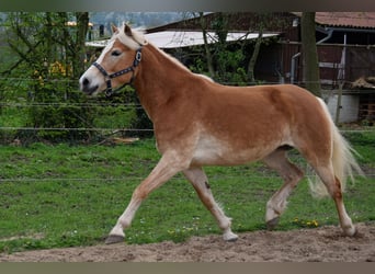 Haflinger, Yegua, 8 años, 149 cm, Alazán