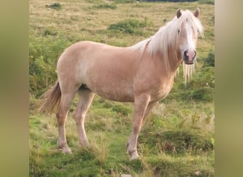 Haflinger, Yegua, 8 años, 150 cm, Alazán