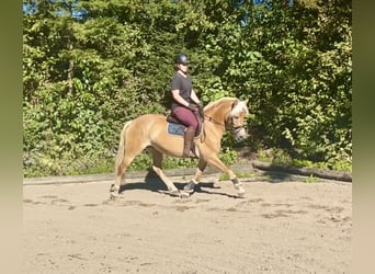Haflinger, Yegua, 8 años, 152 cm, Alazán