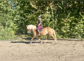 Haflinger, Yegua, 8 años, 152 cm, Alazán
