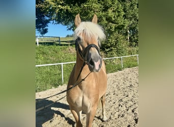 Haflinger, Yegua, 8 años, 152 cm, Alazán