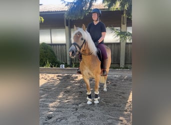 Haflinger, Yegua, 8 años, 152 cm, Alazán
