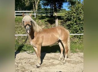 Haflinger, Yegua, 8 años, 152 cm, Alazán