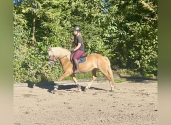Haflinger, Yegua, 8 años, 152 cm, Alazán