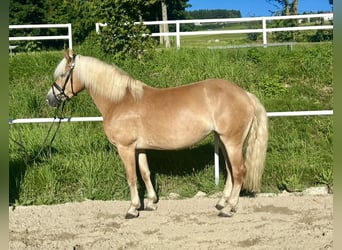 Haflinger, Yegua, 8 años, 152 cm, Alazán