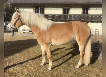 Haflinger, Yegua, 8 años, 157 cm, Alazán