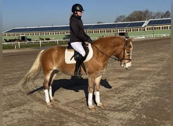 Haflinger, Yegua, 9 años, 144 cm, Alazán