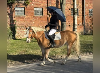 Haflinger, Yegua, 9 años, 144 cm, Alazán