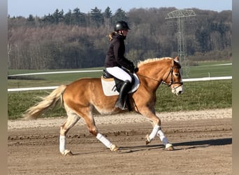 Haflinger, Yegua, 9 años, 144 cm, Alazán