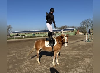 Haflinger, Yegua, 9 años, 144 cm, Alazán