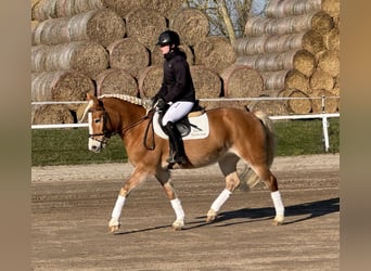 Haflinger, Yegua, 9 años, 144 cm, Alazán