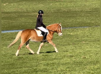 Haflinger, Yegua, 9 años, 144 cm, Alazán