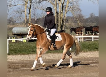 Haflinger, Yegua, 9 años, 144 cm, Alazán