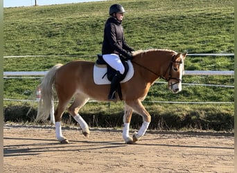 Haflinger, Yegua, 9 años, 144 cm, Alazán