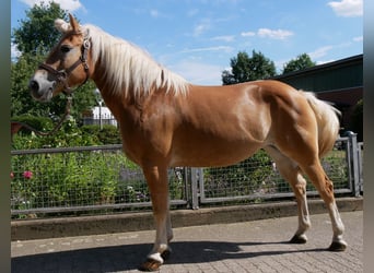 Haflinger, Yegua, 9 años, 144 cm, Alazán