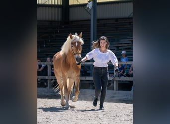 Haflinger, Yegua, 9 años, 146 cm, Alazán