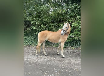 Haflinger, Yegua, 9 años, 146 cm, Alazán