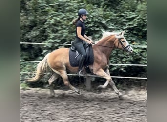 Haflinger, Yegua, 9 años, 146 cm, Alazán