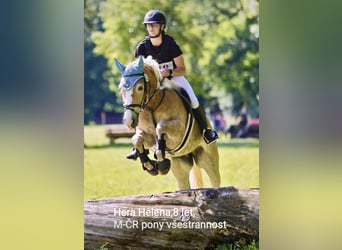 Haflinger, Yegua, 9 años, 148 cm, Alazán