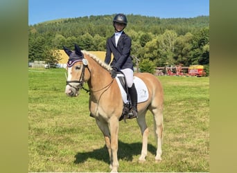 Haflinger, Yegua, 9 años, 148 cm, Alazán