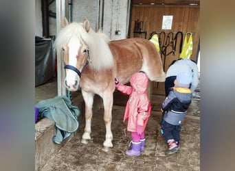 Haflinger, Yegua, 9 años, 148 cm, Alazán