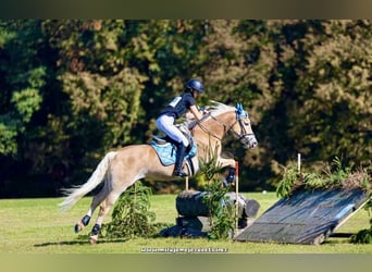 Haflinger, Yegua, 9 años, 148 cm, Alazán