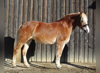 Haflinger, Yegua, 9 años, 148 cm