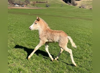 Haflinger, Yegua, 9 años, 149 cm, Alazán