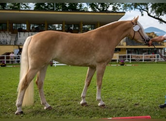Haflinger, Yegua, 9 años, 149 cm, Alazán