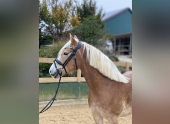 Haflinger, Yegua, 9 años, 150 cm, Alazán