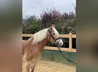 Haflinger, Yegua, 9 años, 150 cm, Alazán