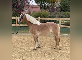 Haflinger, Yegua, 9 años, 150 cm, Alazán