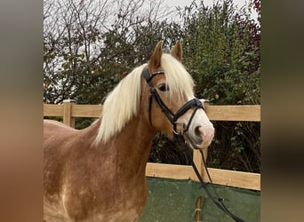 Haflinger, Yegua, 9 años, 150 cm, Alazán