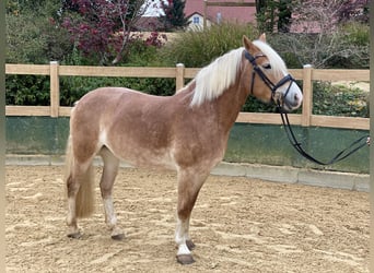 Haflinger, Yegua, 9 años, 150 cm, Alazán