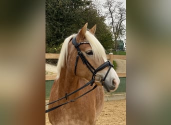 Haflinger, Yegua, 9 años, 150 cm, Alazán