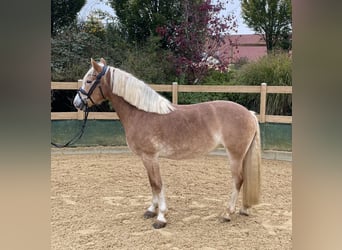 Haflinger, Yegua, 9 años, 150 cm, Alazán