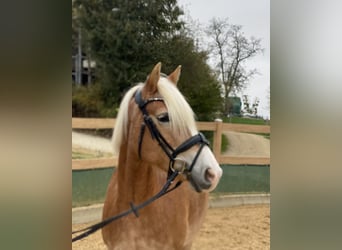 Haflinger, Yegua, 9 años, 150 cm, Alazán