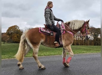 Haflinger, Yegua, 9 años, 150 cm, Alazán