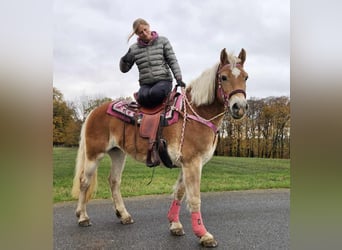 Haflinger, Yegua, 9 años, 150 cm, Alazán