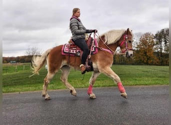 Haflinger, Yegua, 9 años, 150 cm, Alazán