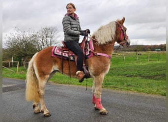 Haflinger, Yegua, 9 años, 150 cm, Alazán