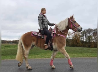 Haflinger, Yegua, 9 años, 150 cm, Alazán