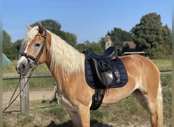 Haflinger, Yegua, 9 años, 154 cm, Alazán